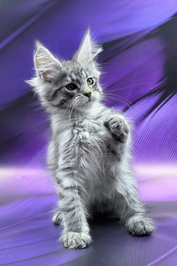 Merx | Maine Coon Kitten