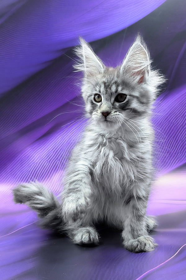 Merx | Maine Coon Kitten