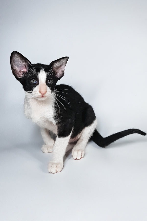 Milka | Oriental Shorthair Kitten
