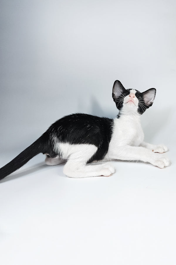 Milka | Oriental Shorthair Kitten