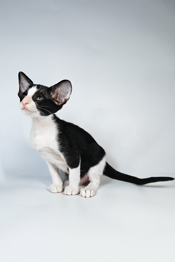 Milka | Oriental Shorthair Kitten