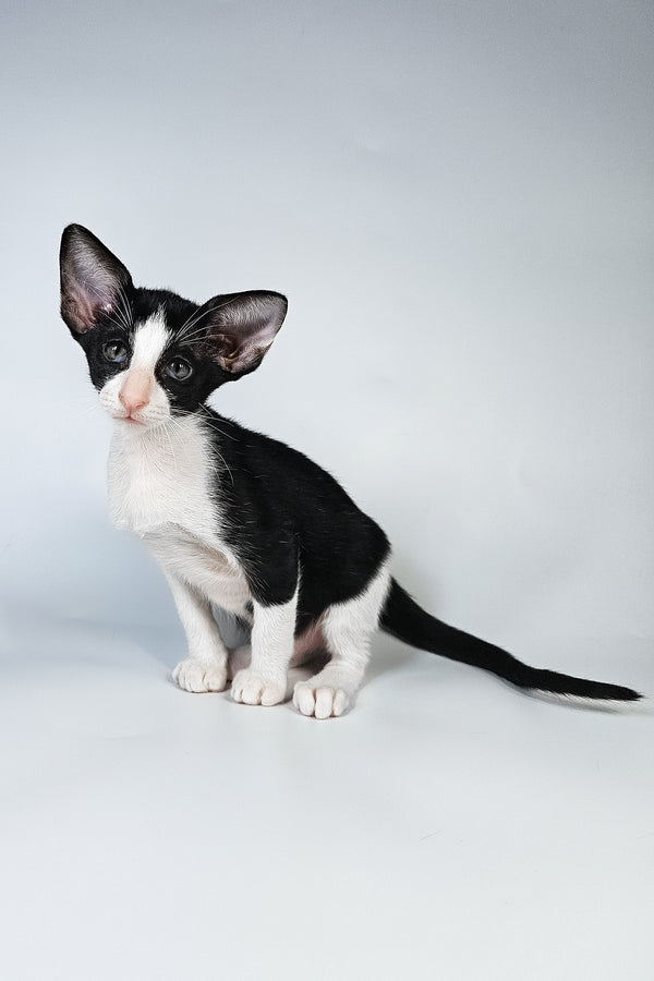 Milka | Oriental Shorthair Kitten
