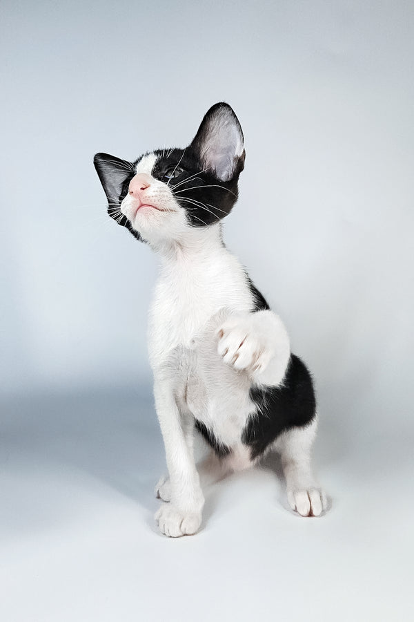 Milka | Oriental Shorthair Kitten