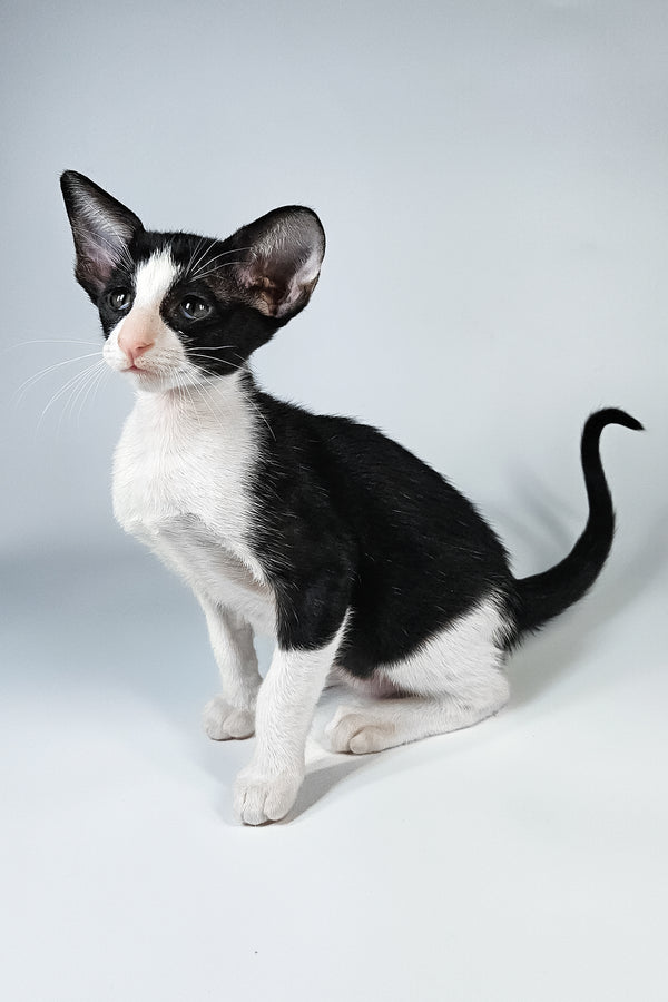 Milka | Oriental Shorthair Kitten