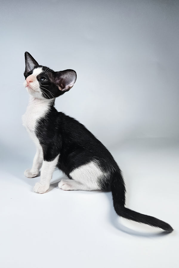 Milka | Oriental Shorthair Kitten