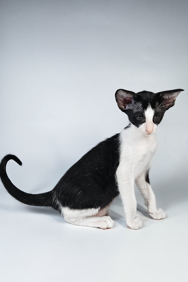 Milka | Oriental Shorthair Kitten