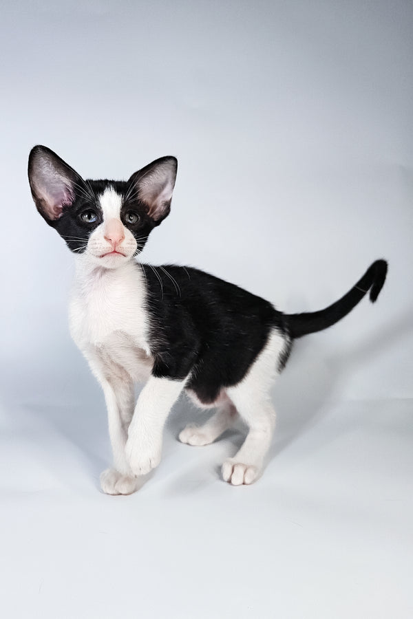 Milka | Oriental Shorthair Kitten