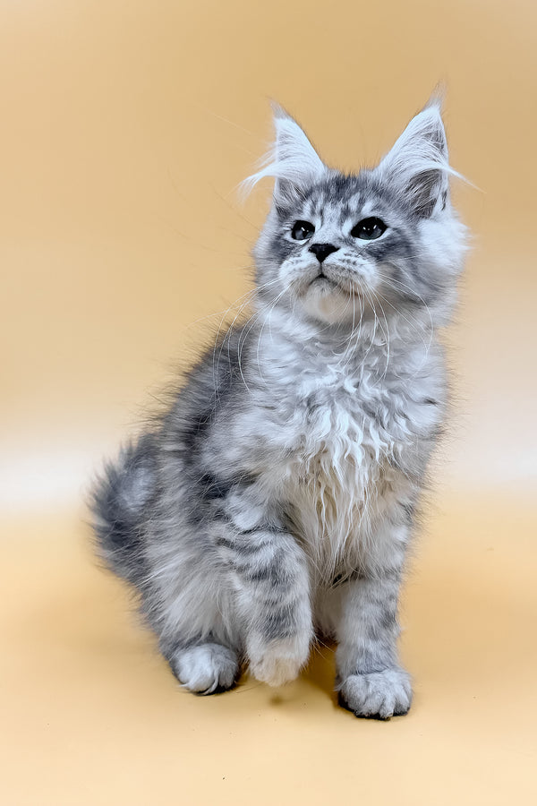 Mirzan | Maine Coon Kitten