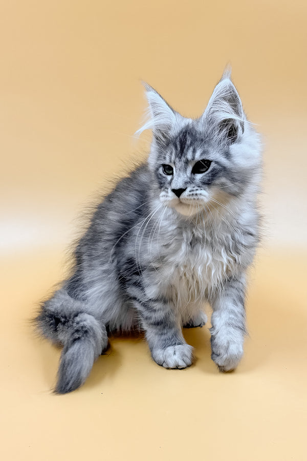 Mirzan | Maine Coon Kitten