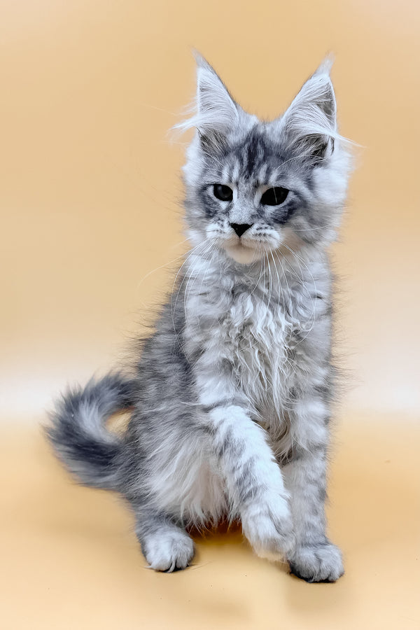 Mirzan | Maine Coon Kitten