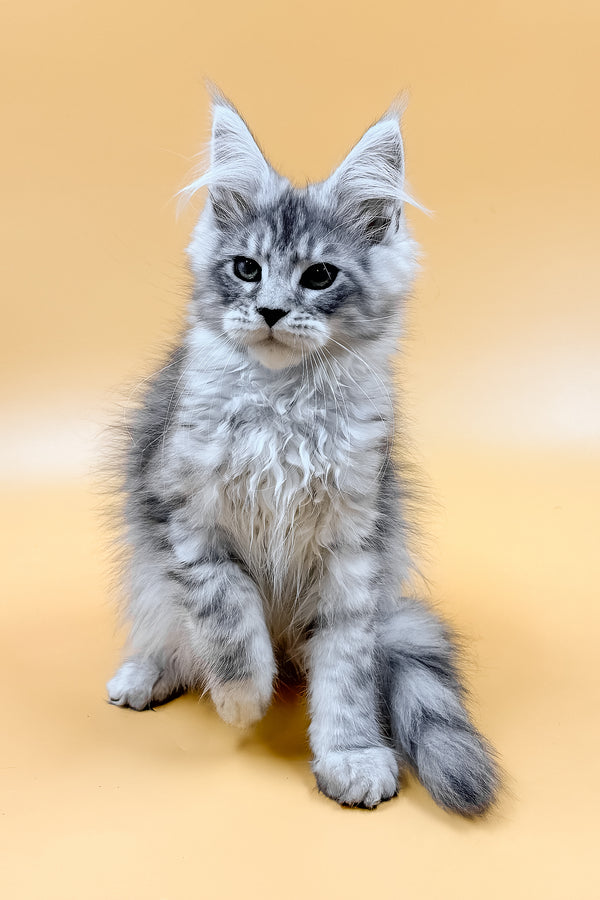 Mirzan | Maine Coon Kitten