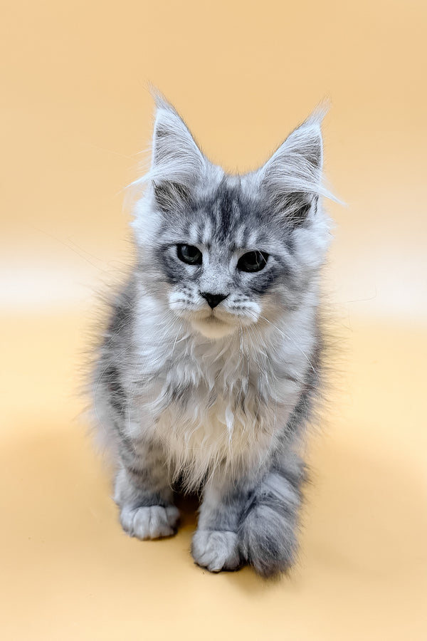Mirzan | Maine Coon Kitten