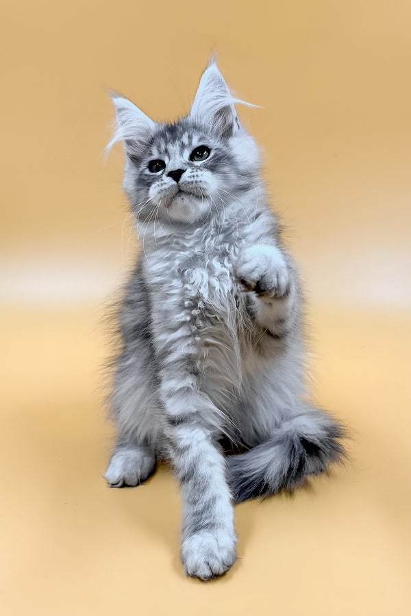 Mirzan | Maine Coon Kitten