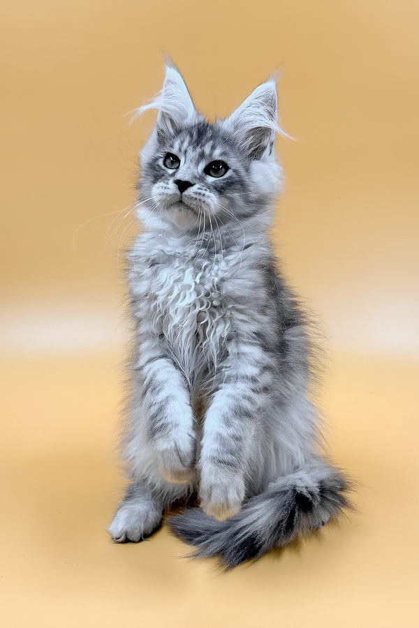 Mirzan | Maine Coon Kitten