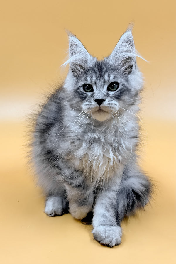 Mirzan | Maine Coon Kitten