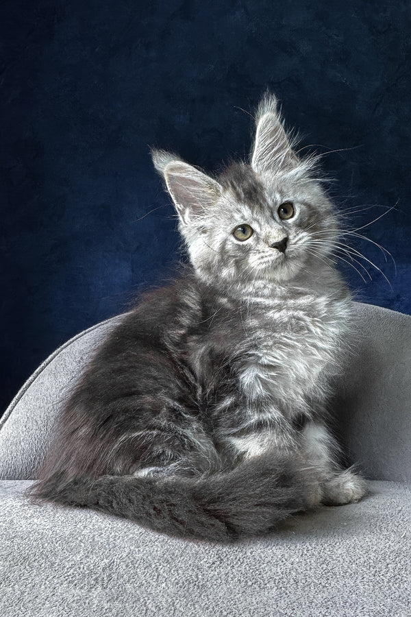 Mushket | Maine Coon Kitten