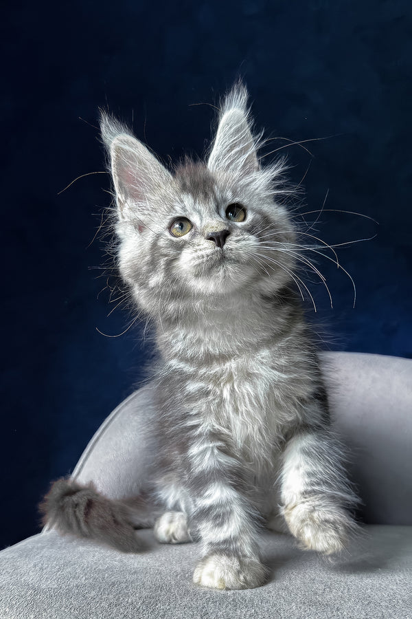 Mushket | Maine Coon Kitten