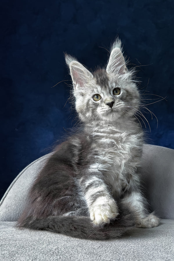 Mushket | Maine Coon Kitten