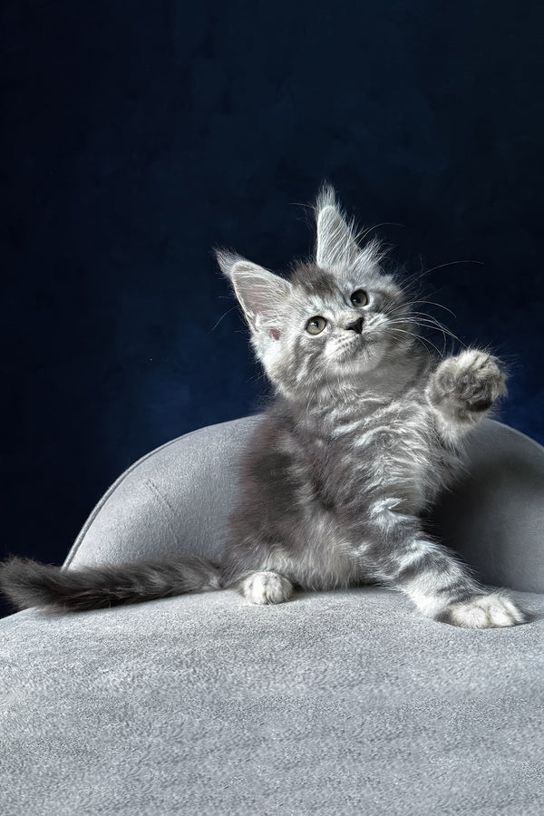 Mushket | Maine Coon Kitten