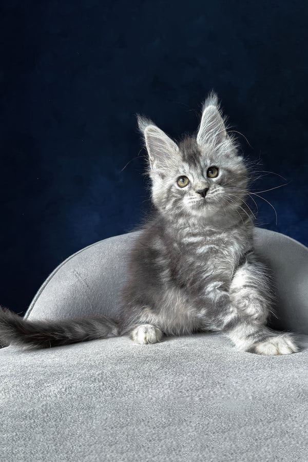 Mushket | Maine Coon Kitten
