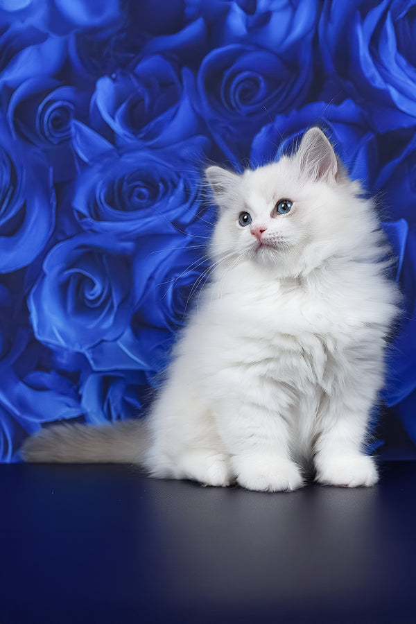 Haiku | Ragdoll Kitten