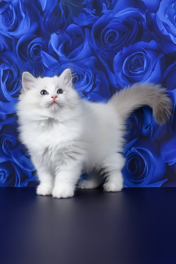 Haiku | Ragdoll Kitten