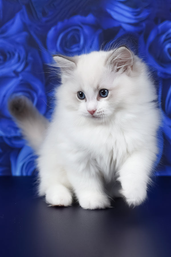 Haiku | Ragdoll Kitten