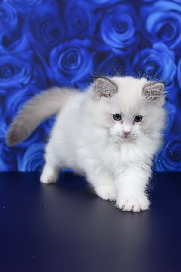 Haiku | Ragdoll Kitten