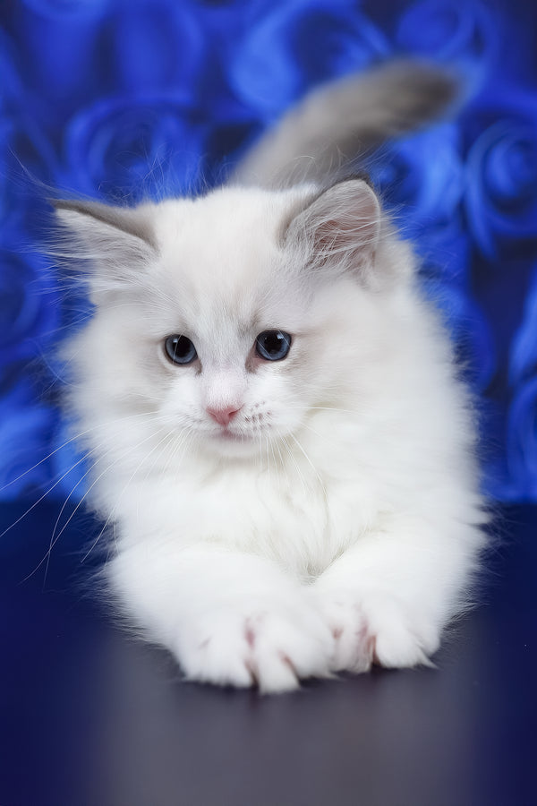 Haiku | Ragdoll Kitten