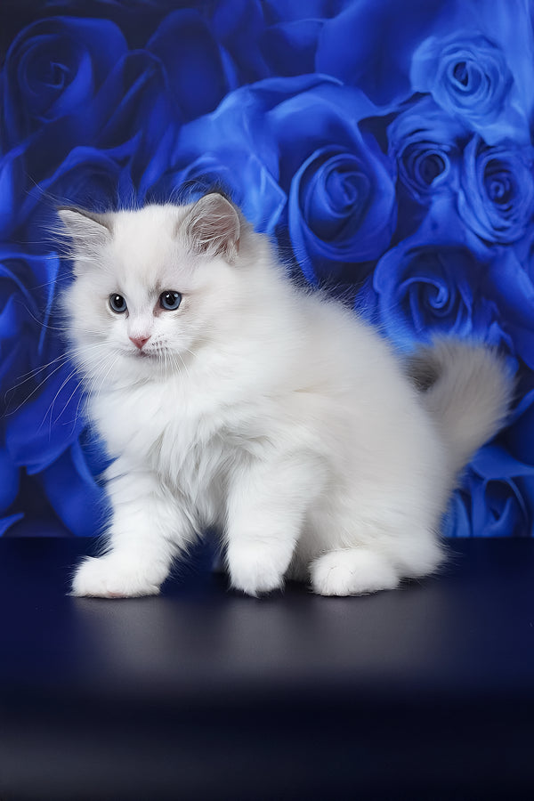 Haiku | Ragdoll Kitten