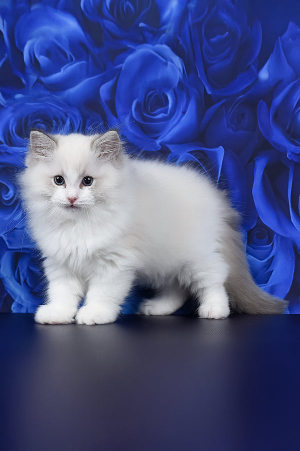 Haiku | Ragdoll Kitten