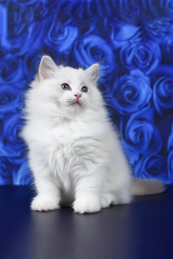 Haiku | Ragdoll Kitten