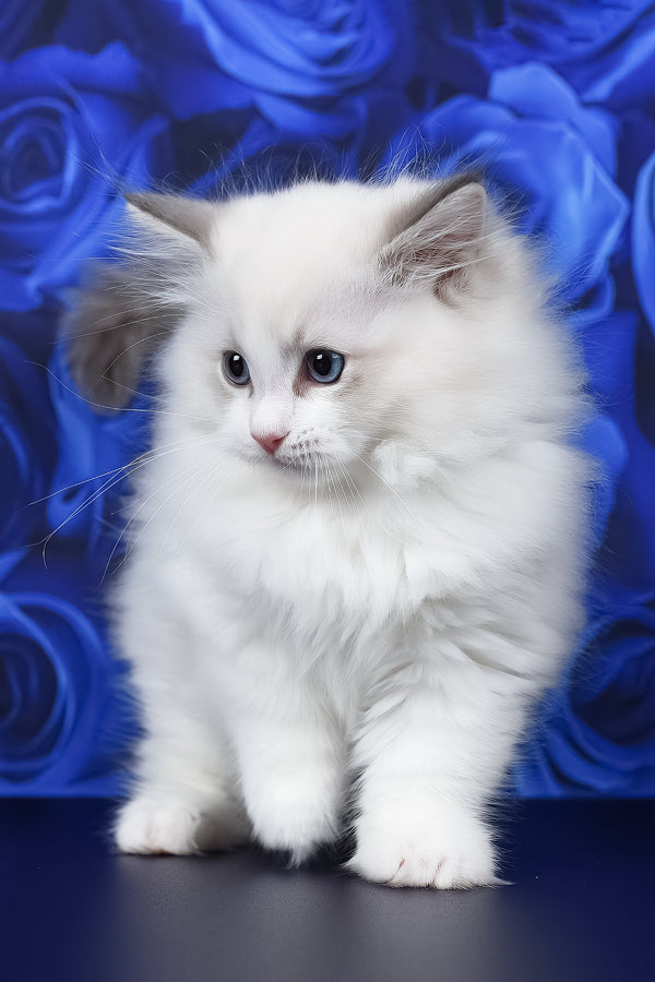 Haiku | Ragdoll Kitten