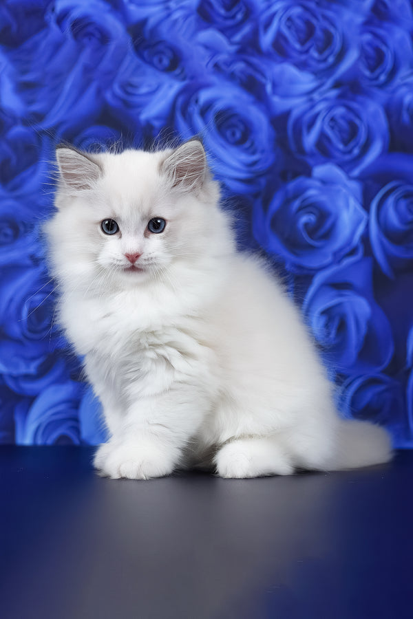 Haiku | Ragdoll Kitten