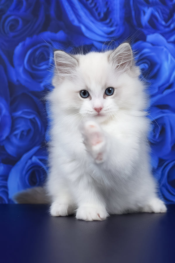 Haiku | Ragdoll Kitten