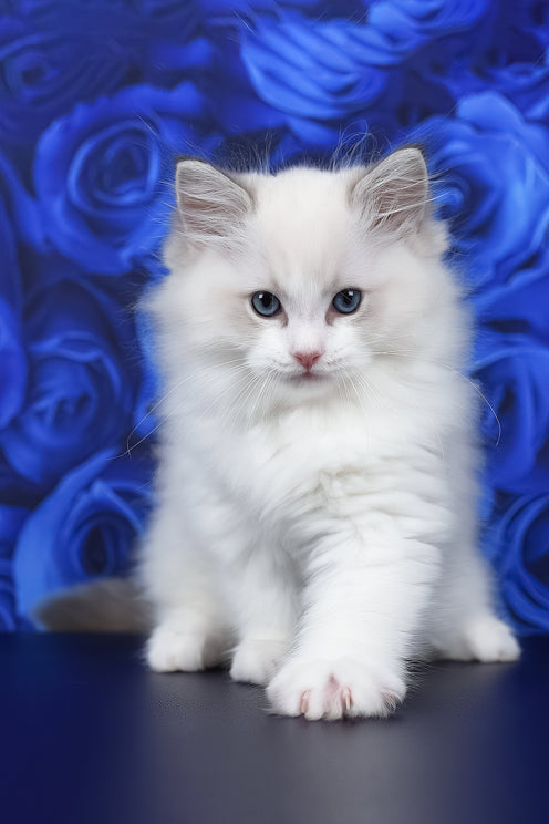 Haiku | Ragdoll Kitten
