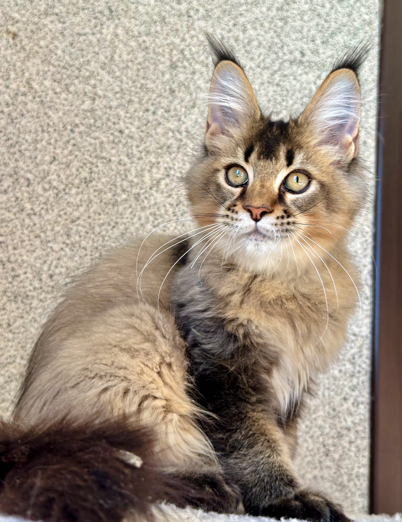 Discover the Manx Cat: A Tailless Companion with Rich History ...