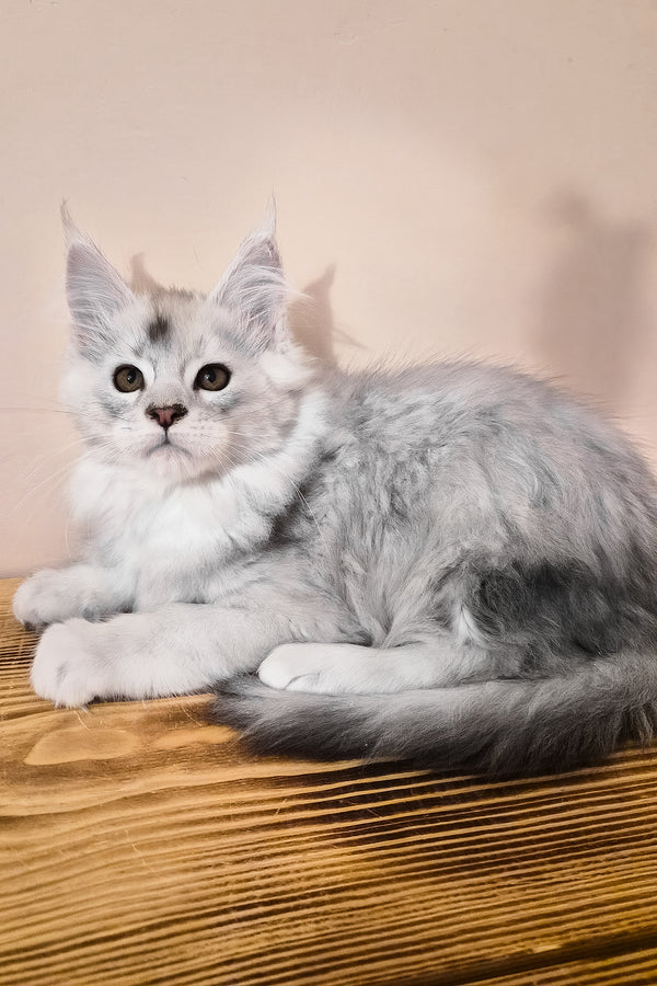 Nelson | Maine Coon Kitten