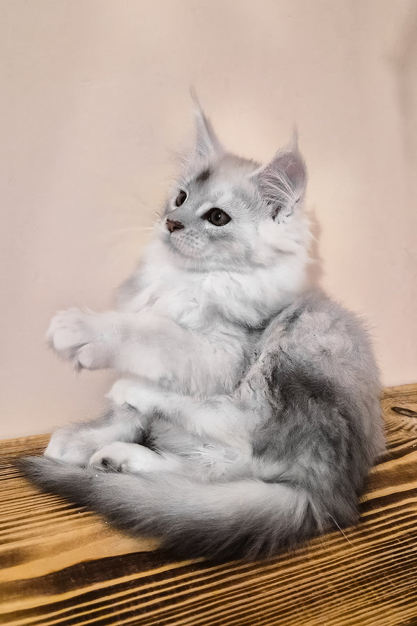 Nelson | Maine Coon Kitten