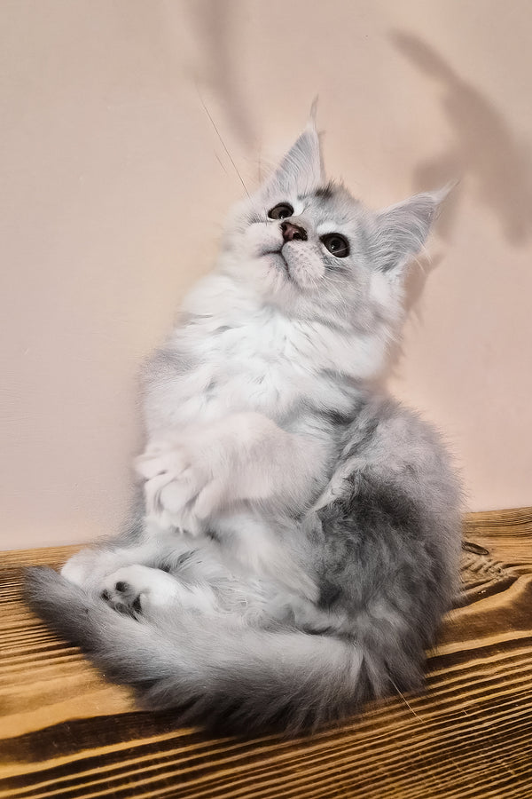 Nelson | Maine Coon Kitten