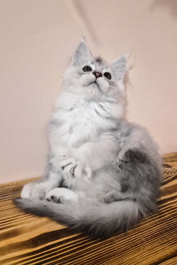 Nelson | Maine Coon Kitten