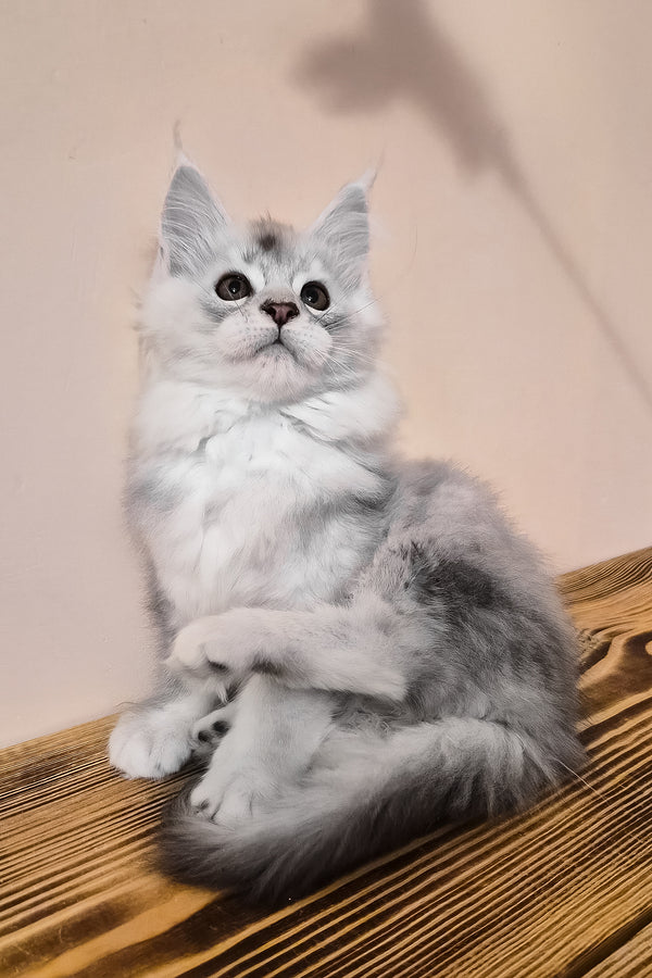 Nelson | Maine Coon Kitten