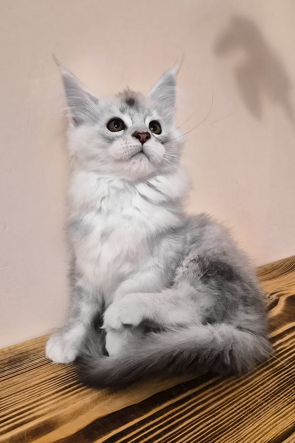 Nelson | Maine Coon Kitten
