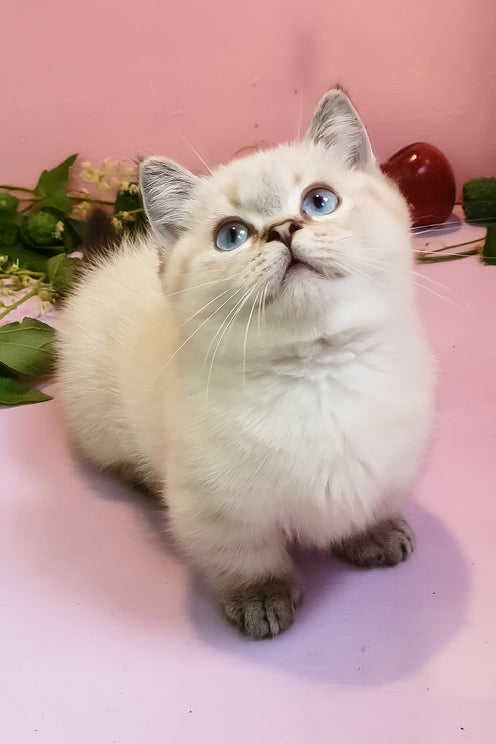 Nick | Munchkin Kitten