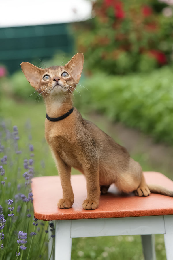 Nilda | Abyssinian Kitten