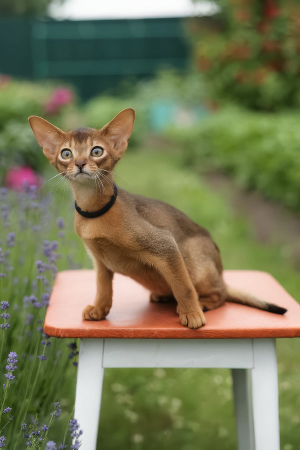 Nilda | Abyssinian Kitten