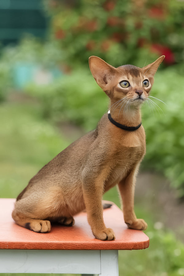 Nilda | Abyssinian Kitten