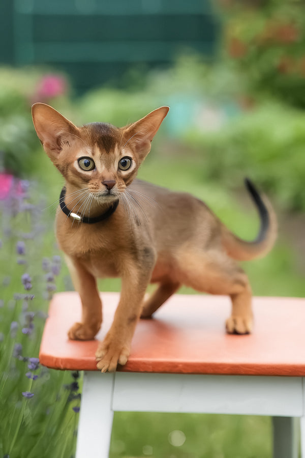 Nilda | Abyssinian Kitten