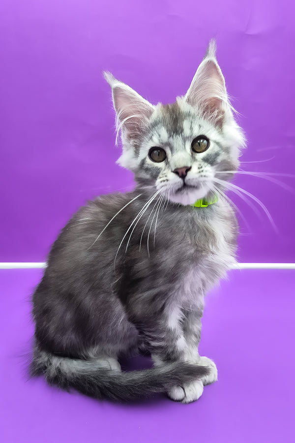 Odin | Maine Coon Kitten