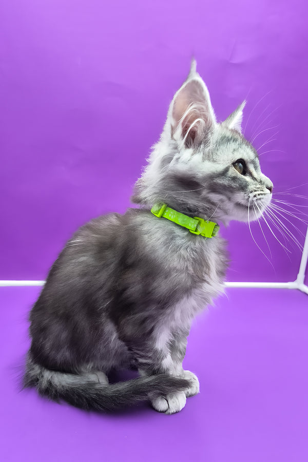 Odin | Maine Coon Kitten
